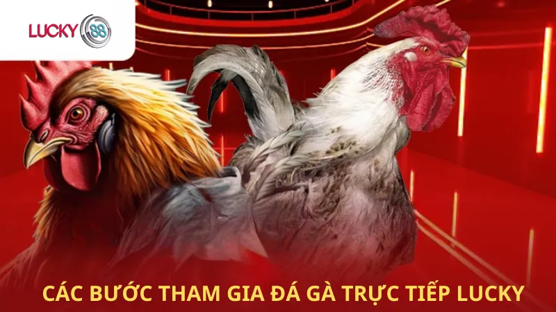 Các Bước Tham Gia Đá Gà Trực Tiếp Lucky