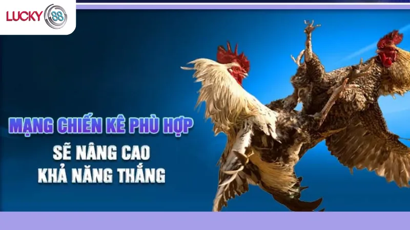 Các Mẹo Cá Cược Đá Gà Philippines