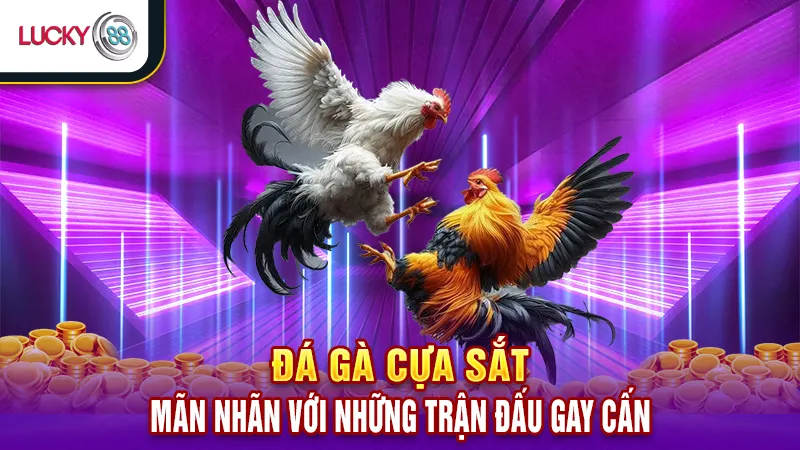 Đá Gà Cựa Dao Lucky88