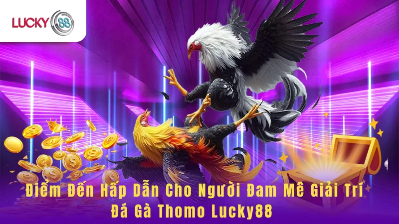 Đá Gà Thomo Lucky88