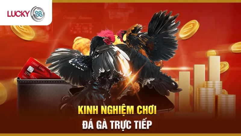 Kinh Nghiêm Chơi Đá Gà Thomo Lucky88