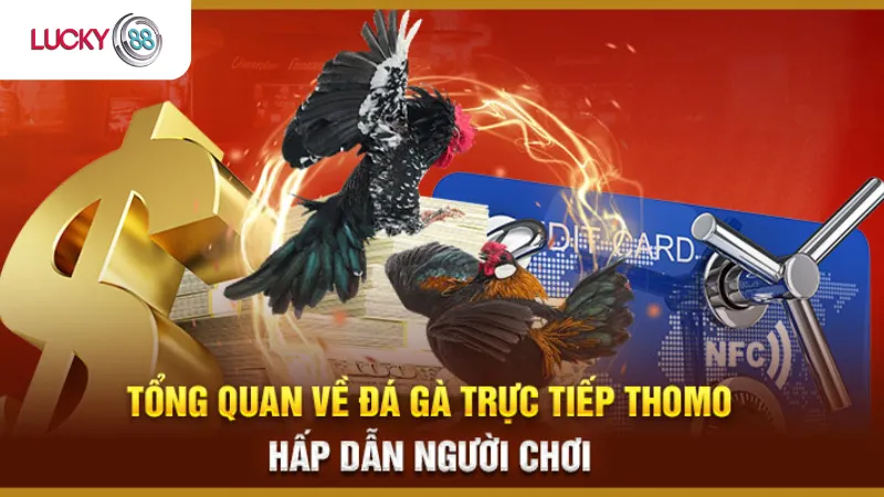 Tổng Quan Về Đá Gà Thomo Lucky88